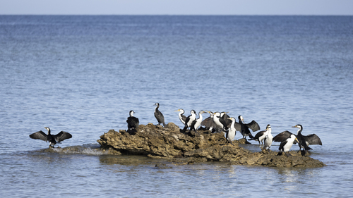Black-faced Cormorant (Phalacrocorax fuscescens), photo 5