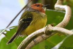 Poecilotriccus luluae
