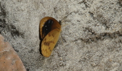 Lymanopoda caeruleata