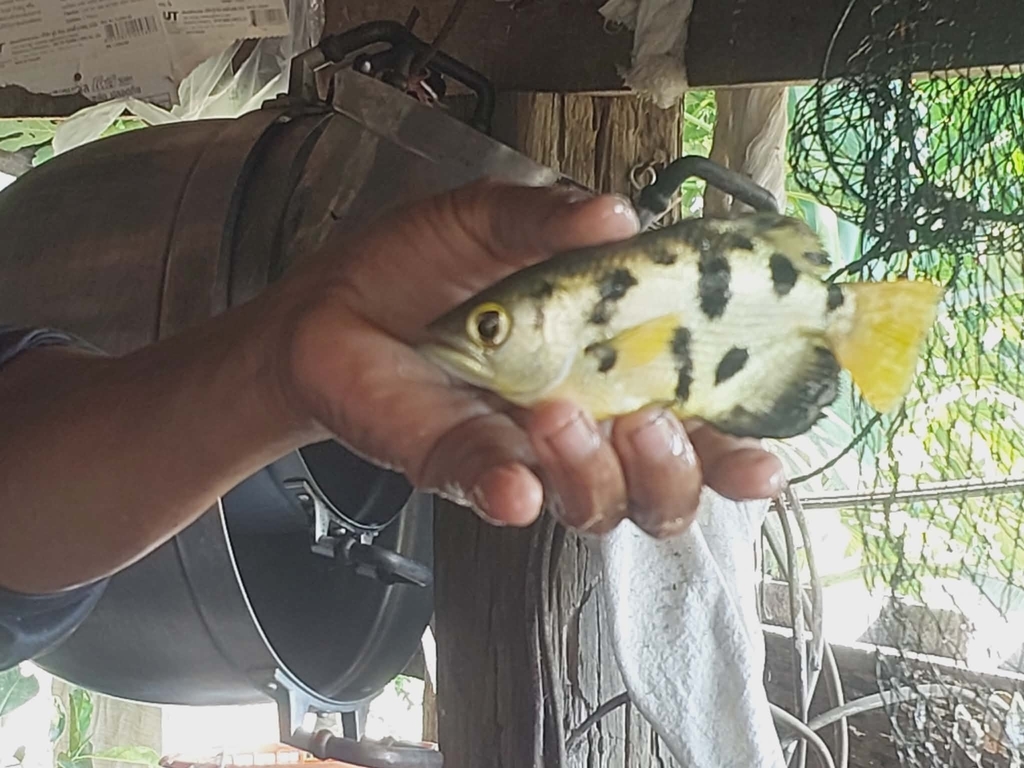 Smallscale archerfish (Toxotes microlepis) — Toxotidae