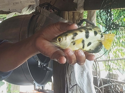 Smallscale archerfish (Toxotes microlepis) — Toxotidae