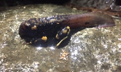 Telmatobufo venustus