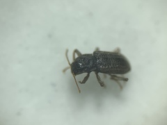 Microcylloepus