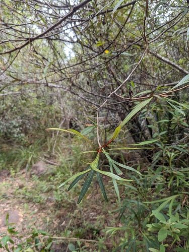 Grevillea venusta, photograph 4