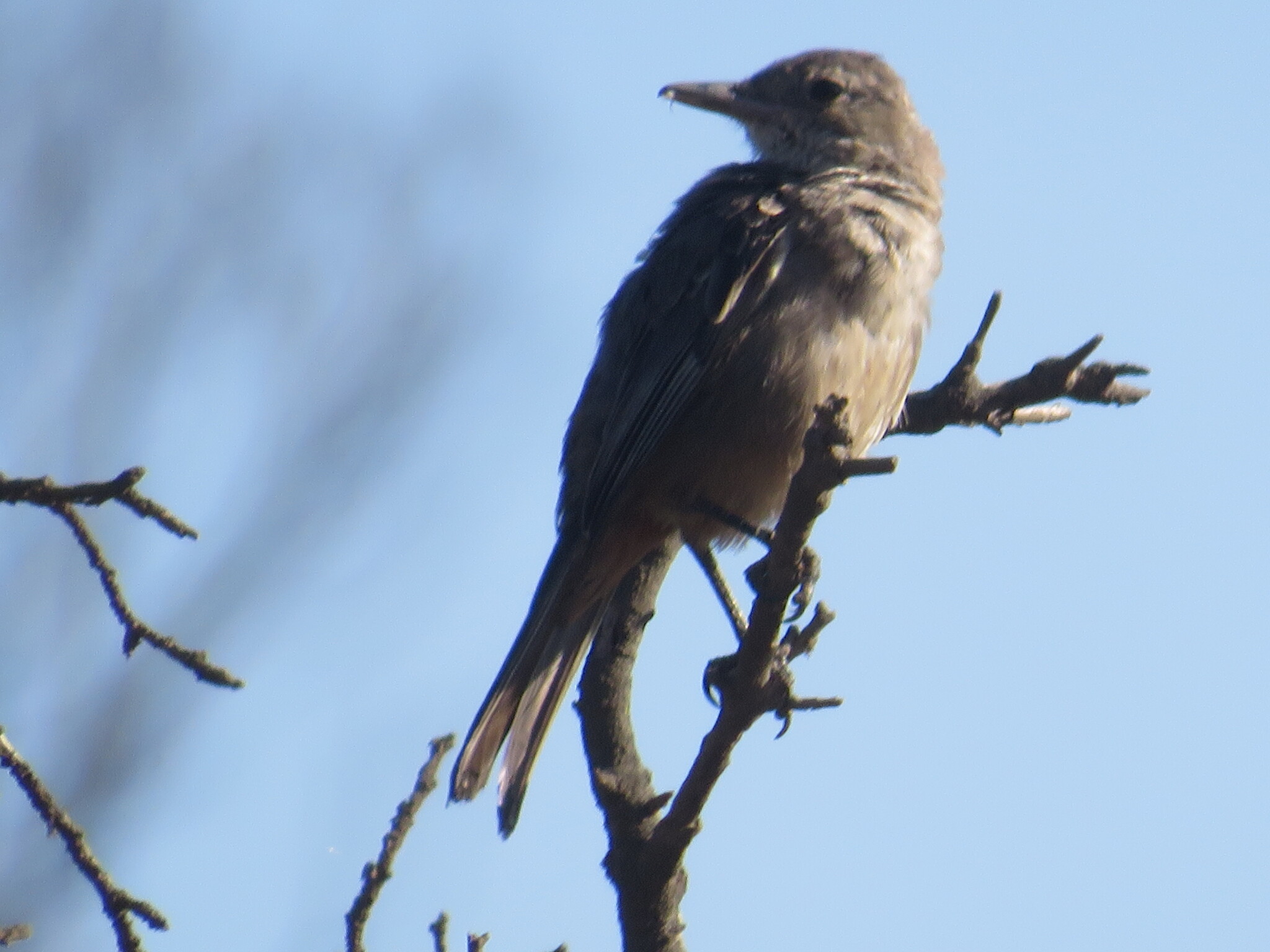 Great Shrike-Tyrant (Agriornis lividus), photo 6