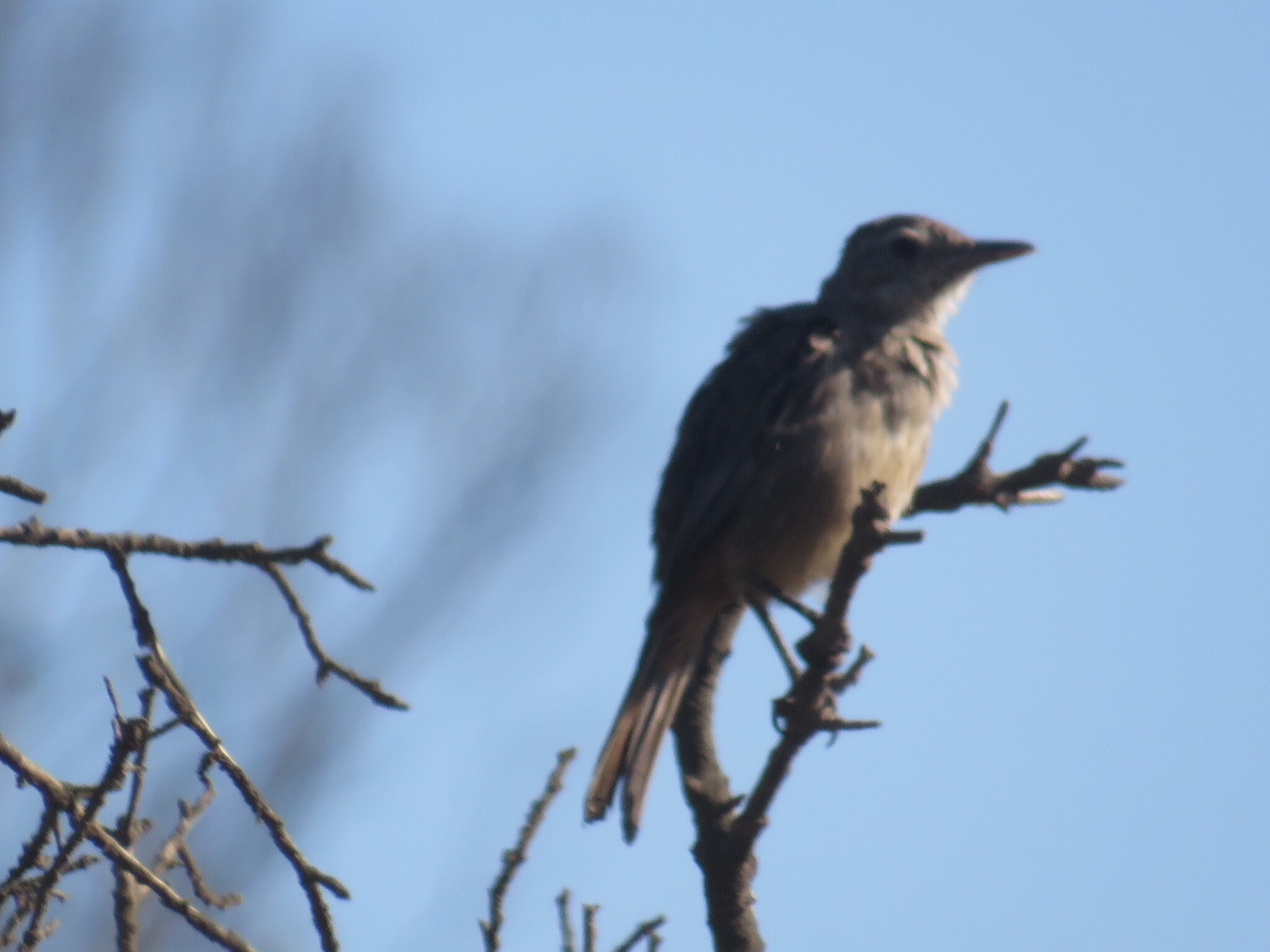 Great Shrike-Tyrant (Agriornis lividus), photo 7