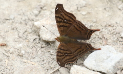 Hypanartia dione
