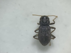 Microcylloepus