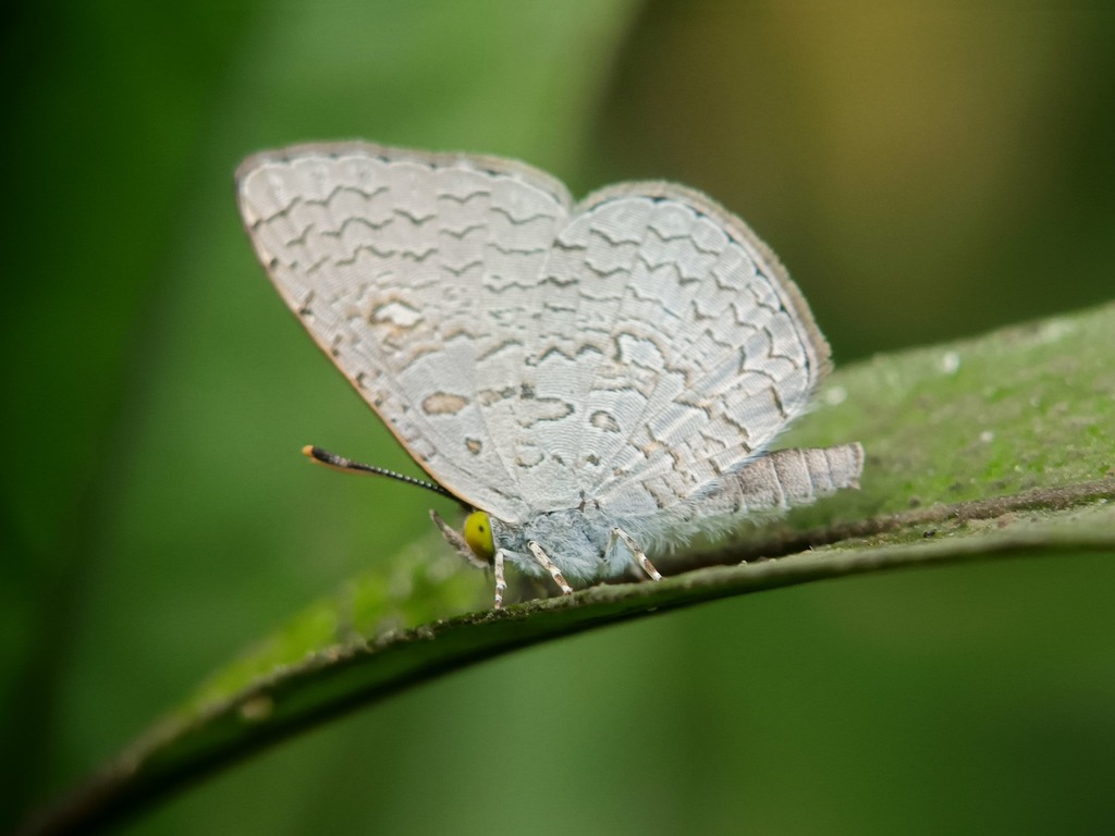 Apefly (Spalgis epius)