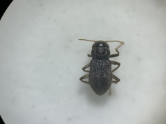 Microcylloepus