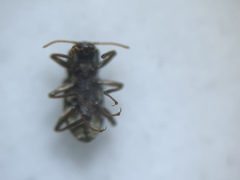 Microcylloepus