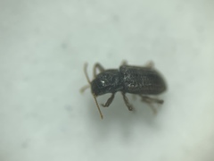 Microcylloepus