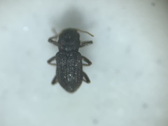 Microcylloepus