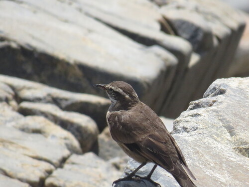 Grey-flanked Cinclodes (Cinclodes oustaleti), photo 6