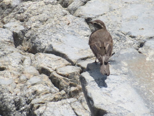 Grey-flanked Cinclodes (Cinclodes oustaleti), photo 5