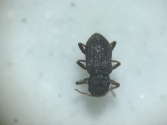 Microcylloepus