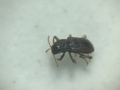 Microcylloepus