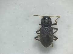 Microcylloepus
