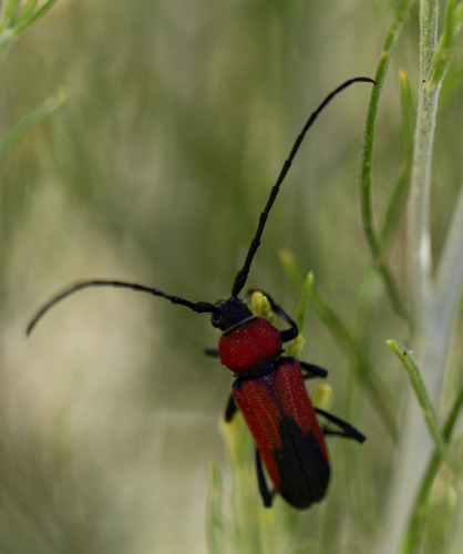 Red and Black Long-horned Beetle