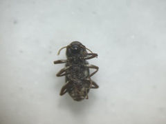 Microcylloepus