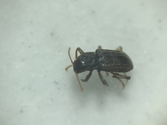 Microcylloepus