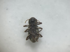 Microcylloepus