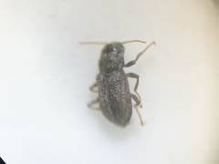 Microcylloepus
