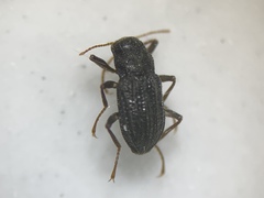 Microcylloepus