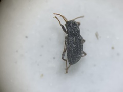 Microcylloepus
