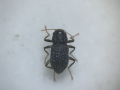 Microcylloepus