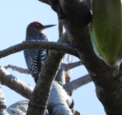 Melanerpes hypopolius