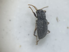 Microcylloepus