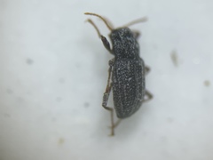 Microcylloepus