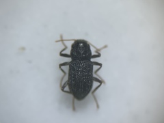Microcylloepus