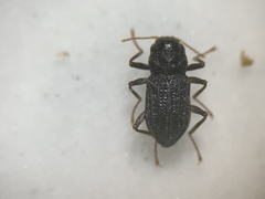 Microcylloepus