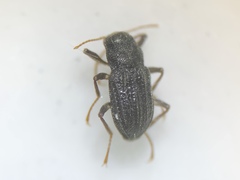 Microcylloepus