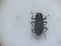 Microcylloepus