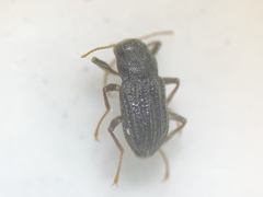 Microcylloepus