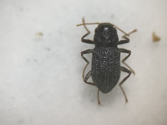 Microcylloepus