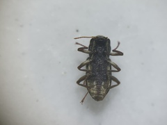 Microcylloepus