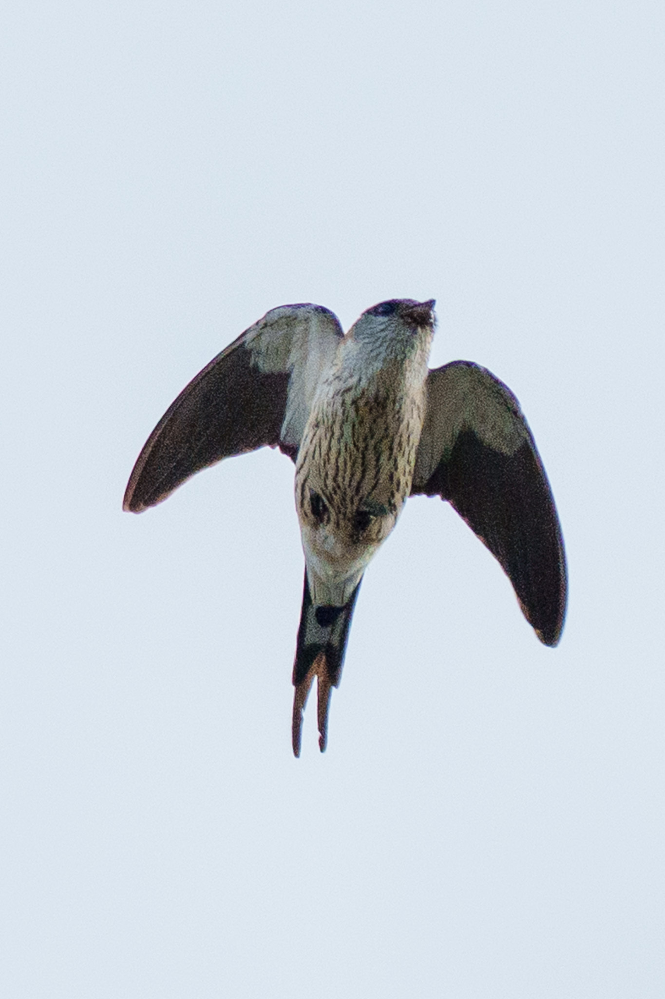 Greater Striped Swallow (Cecropis cucullata), photo 6