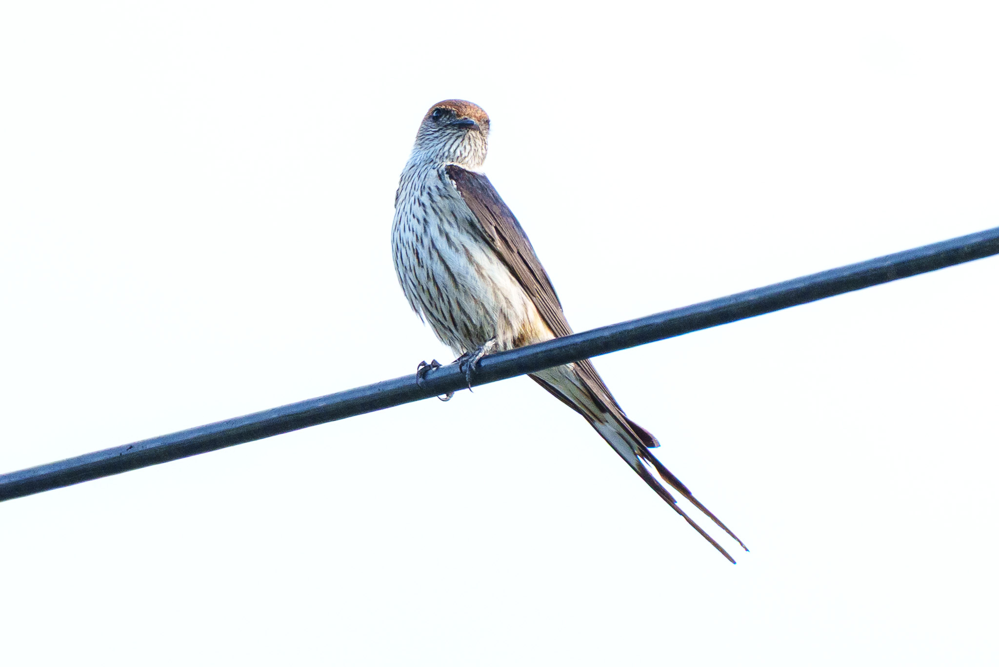 Greater Striped Swallow (Cecropis cucullata), photo 10