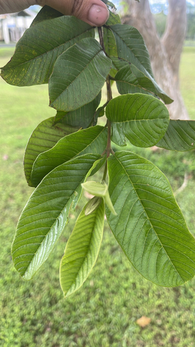 Psidium guajava observed 2026-02-06