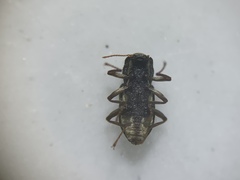 Microcylloepus