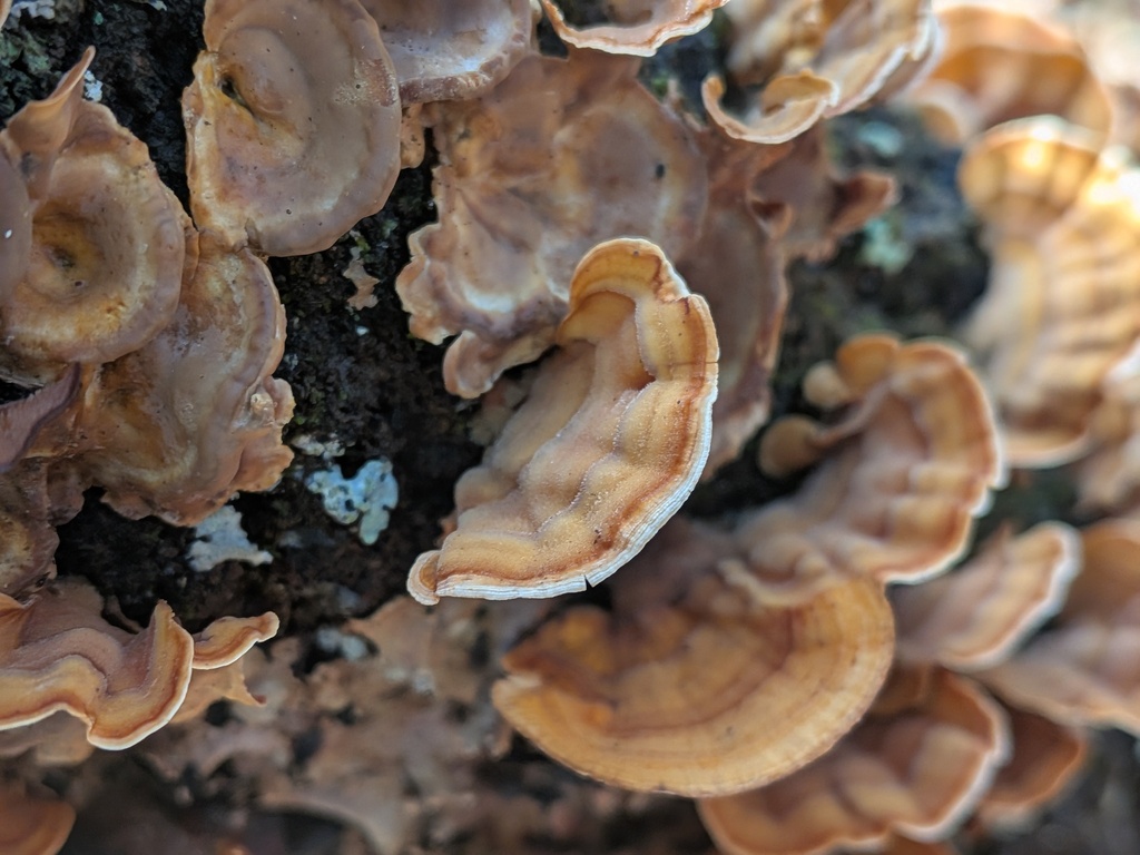 Stereum ostrea · December 2025 · photo: © plant0302 (iNaturalist, cc-by)