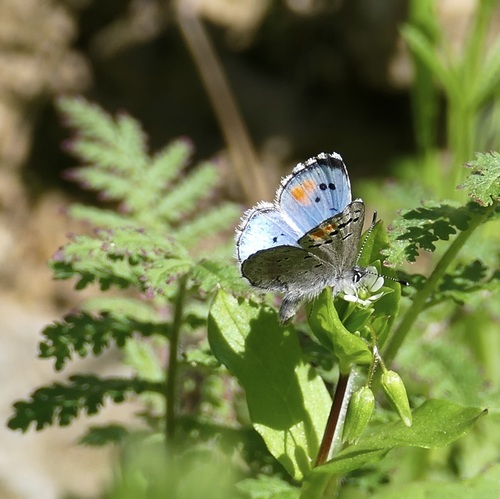 Sonoran Blue photo 4