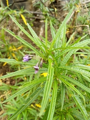 Solanum vescum