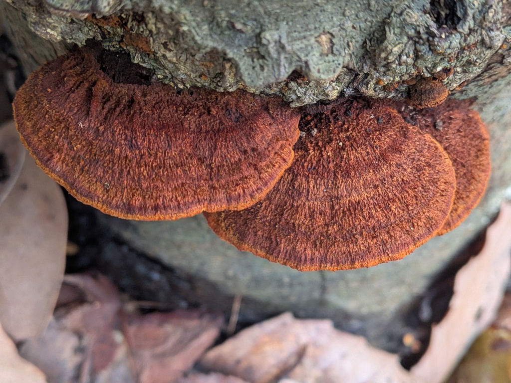 Fuscoporia gilva · December 2025 · photo: © plant0302 (iNaturalist, cc-by)
