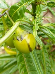 Solanum vescum