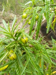 Solanum vescum